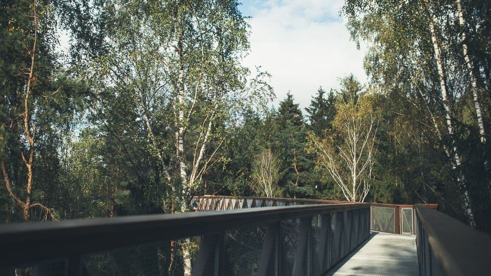 Medžių lajų takas #2