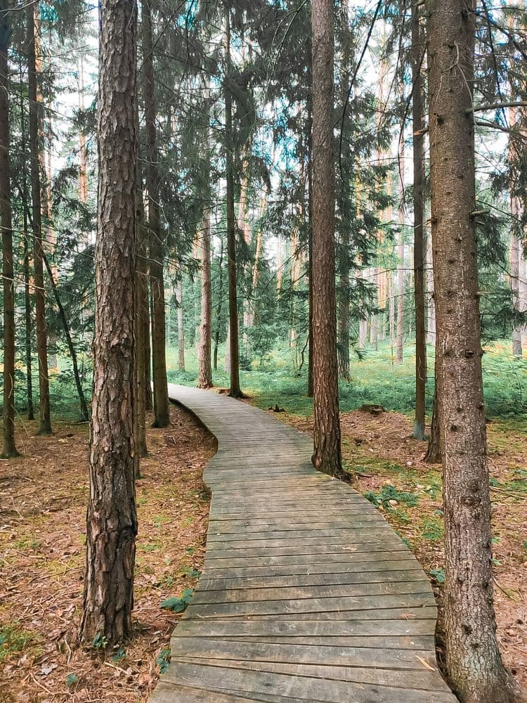 Pasakiškių takas (Sakiškių poilsiavietė) #3