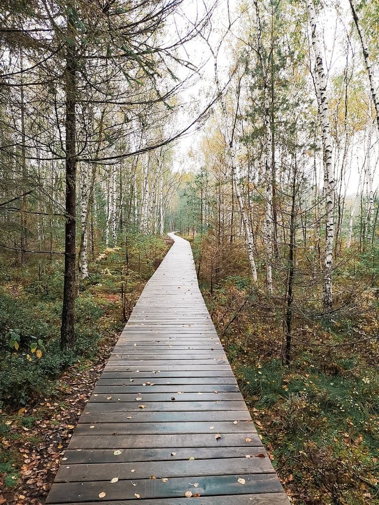 Germanto ežero pažintiniai takai #5