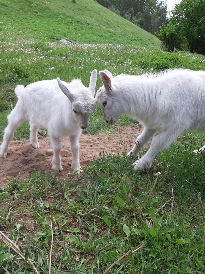 Karpiškių žvėrynėlis #2