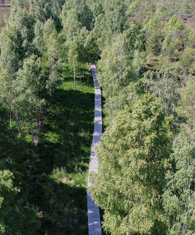 Aukštumalos pažintinis takas #3