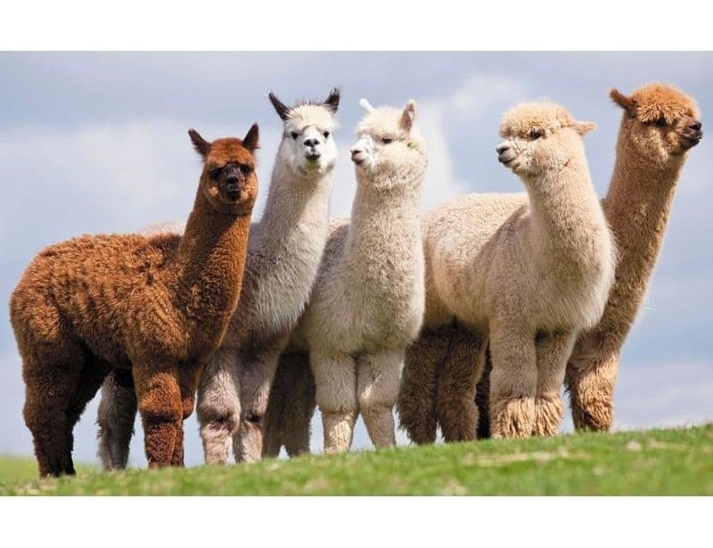 Alpakų ūkis Trakuose