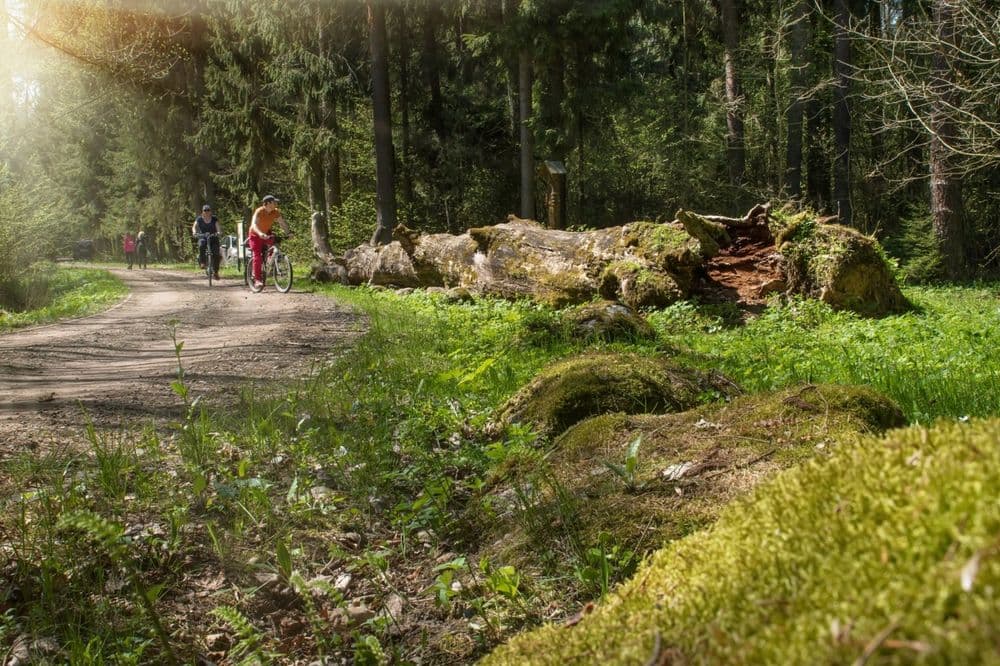 Žvėrinčiaus miško takas #3