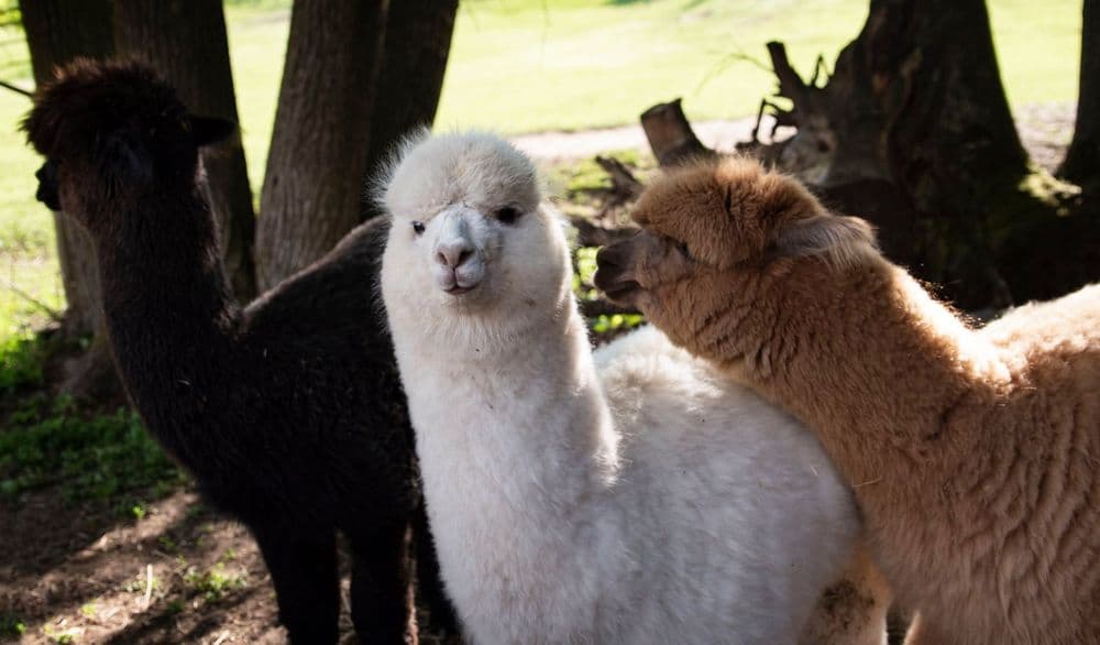 Jonavos alpakos #3