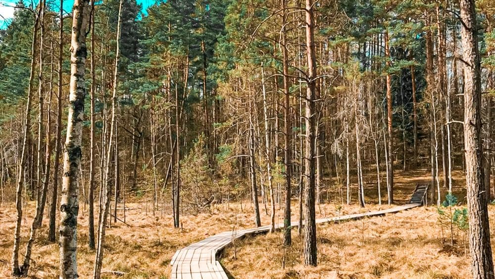 Gurakalnės pelkės pažintinis takas