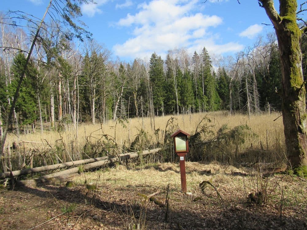 Liepijų pėsčiųjų trasa