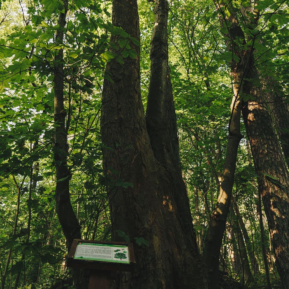 Pažintinis dendrologinis takas #2