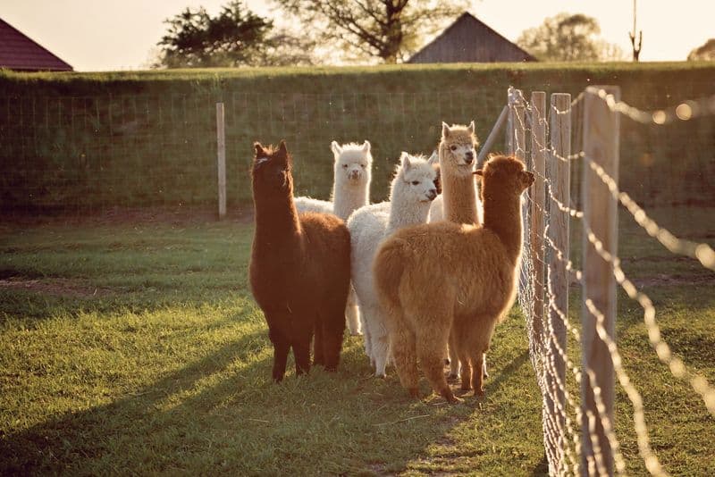 Panevėžio alpakų ūkis #5