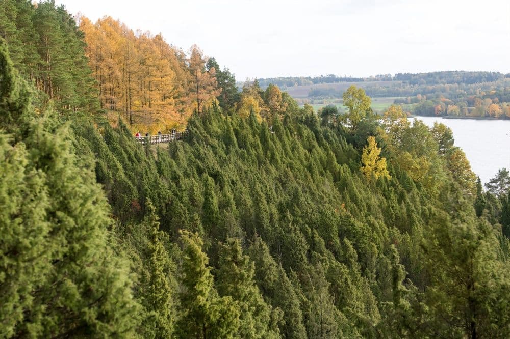 Arlaviškių pažintinis takas (Kadagių slėnis) #5