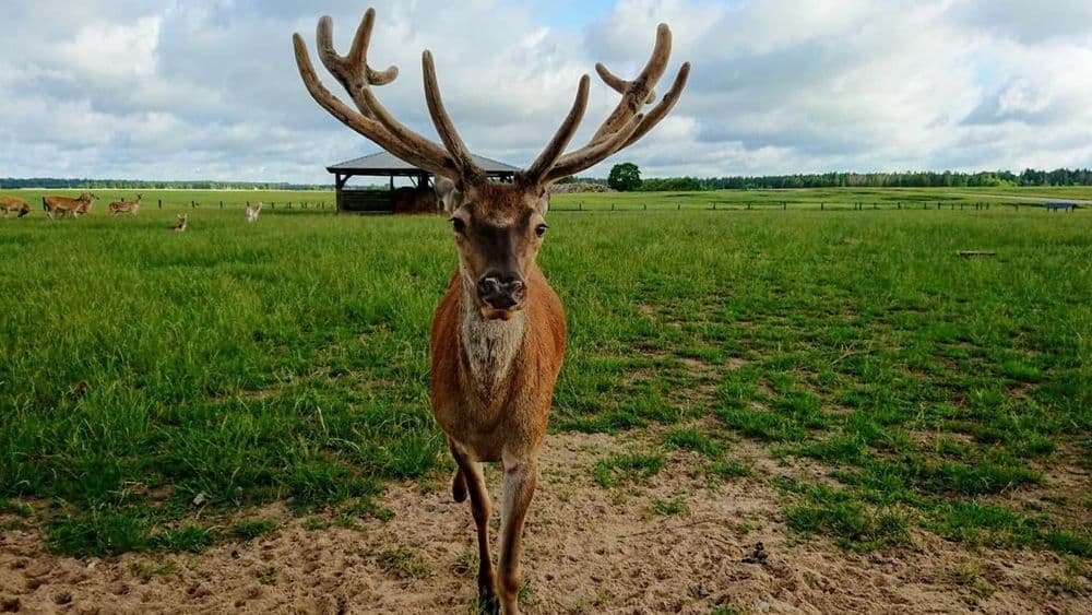 Alpakų auginimas #2