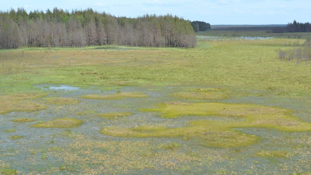 Čepkelių pažintinis takas #2