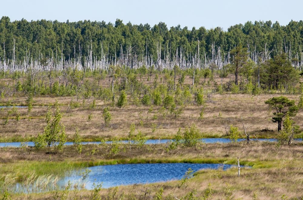 Aukštumalos pažintinis takas #2