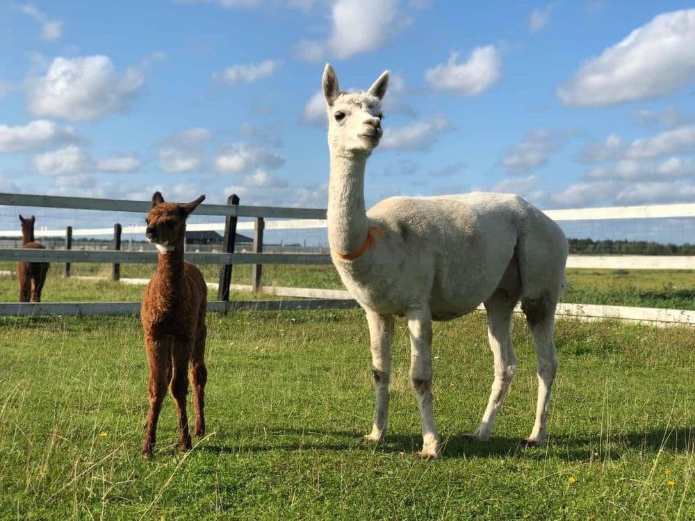 Alpakų auginimas #5