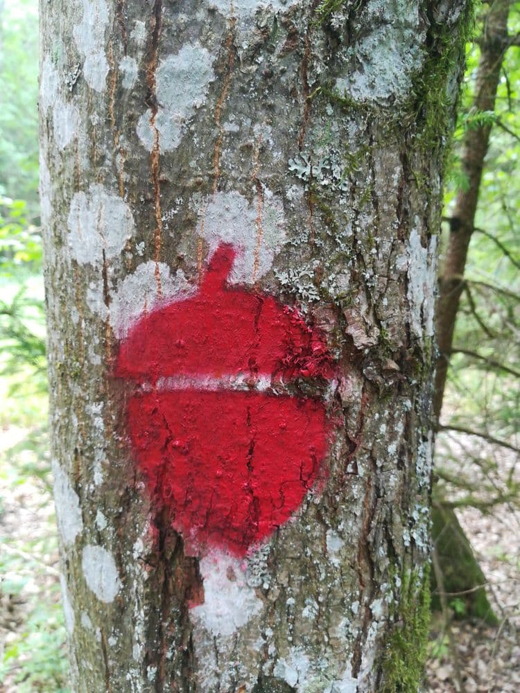 Liepijų pėsčiųjų trasa #4