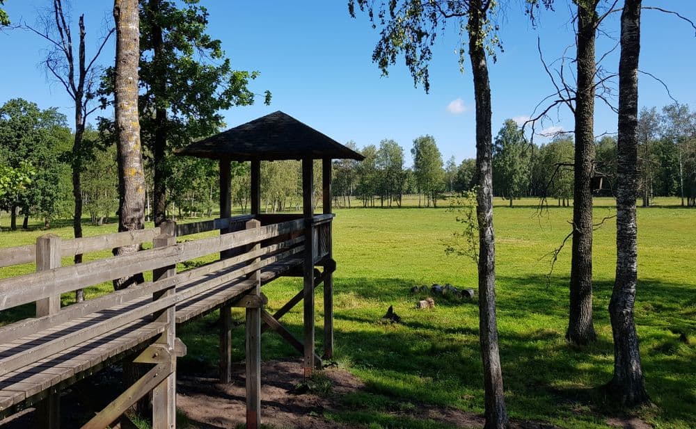 Pašilių stumbrynas #2